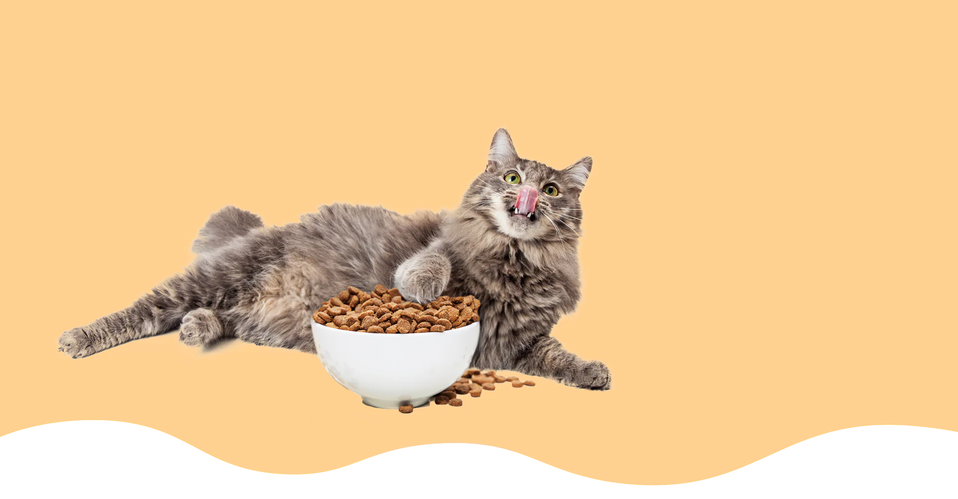 Kedi